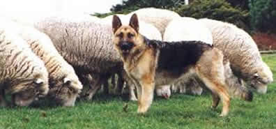 German clearance shepherd sheep